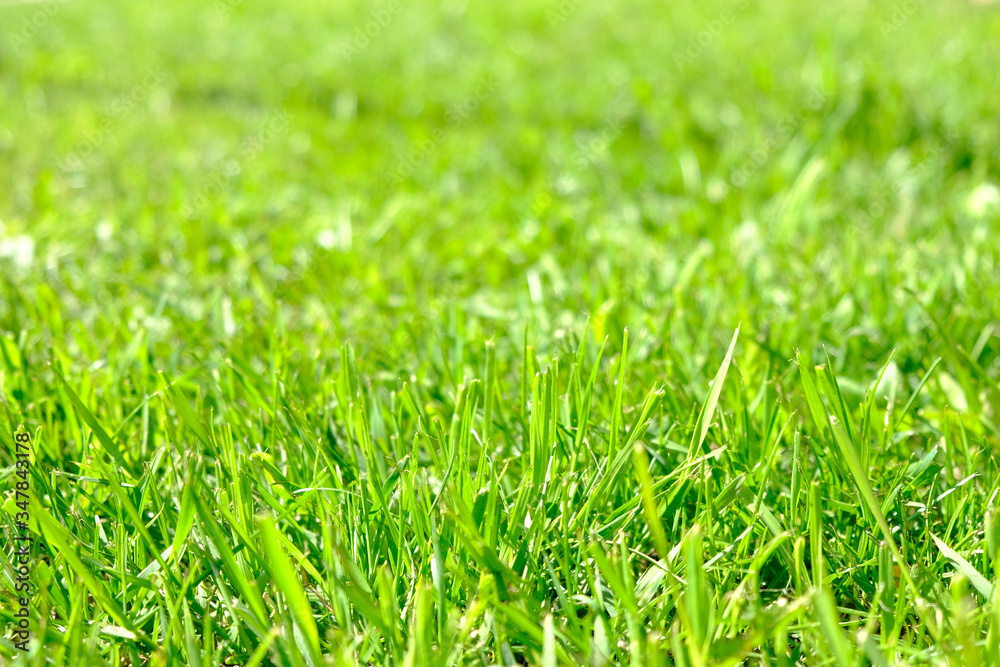 Fototapeta premium Perfect green background by the fresh grass