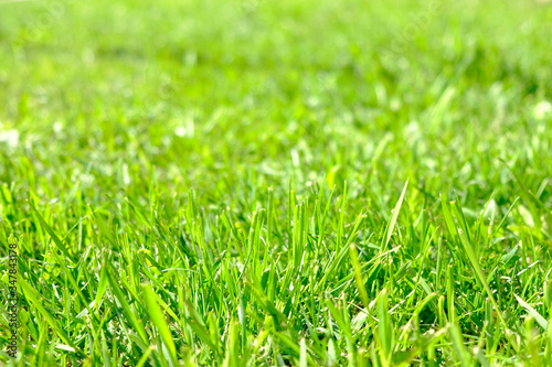 Perfect green background by the fresh grass