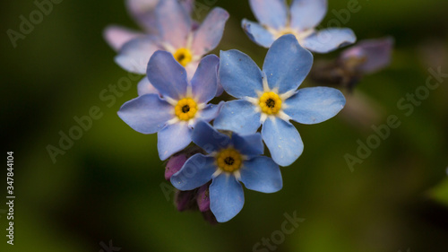 Spring flowers. Floral background © Ruslan Mitin