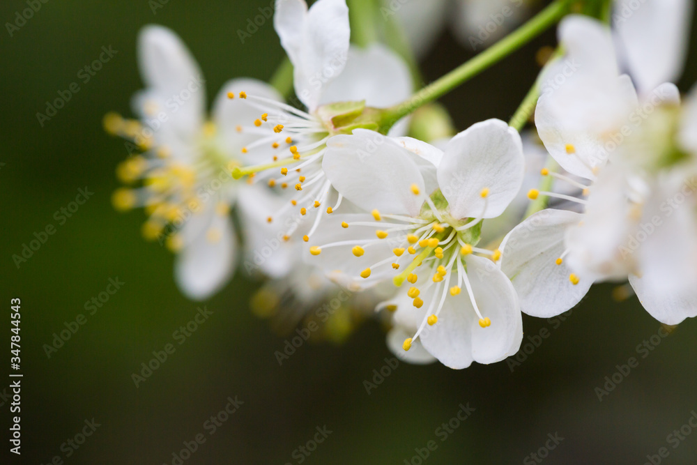 Obraz premium Spring flowers. Floral background