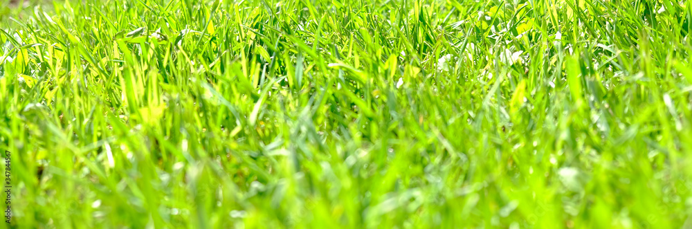 Perfect green background by the fresh grass Perfect green background by the fresh grass