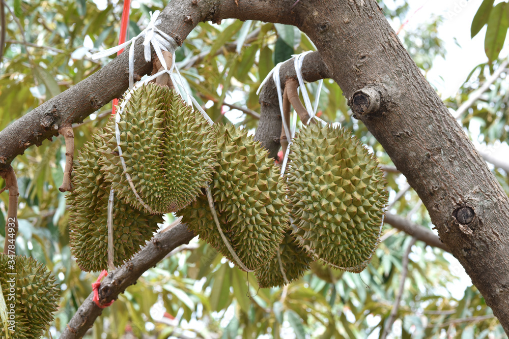 Durians on the durian tree in durian orchard . King of fruit. Fresh durian hanging on the tree in the garden orchard tropical summer fruit waiting for the harvest at nature farm / Durian in Thailand