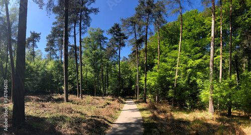 Panorama from a path through National Park De Hoge Veluwe