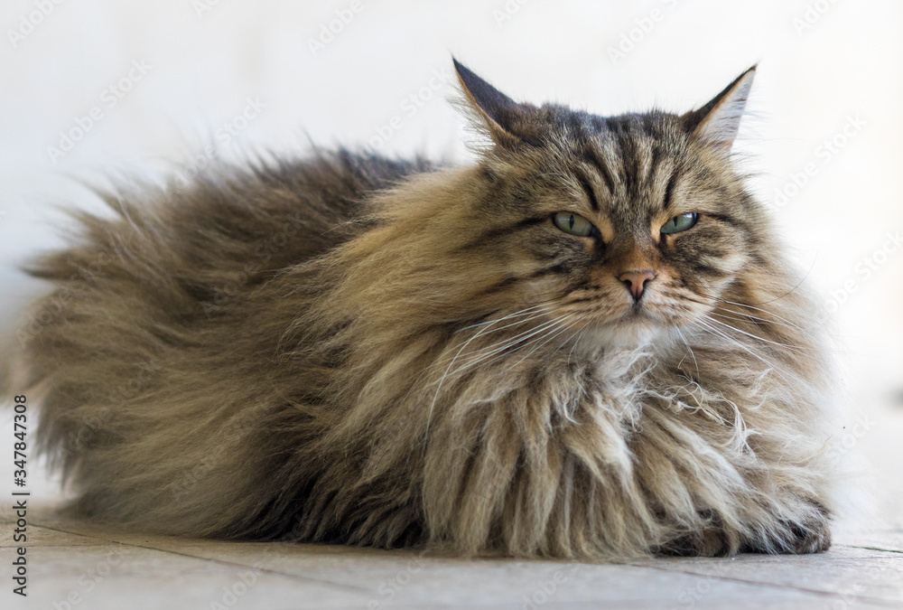 Siberian breed of cat relaxes in a garden. Hypoallergenic domestic animal of livestock with long hair, brown tabby color
