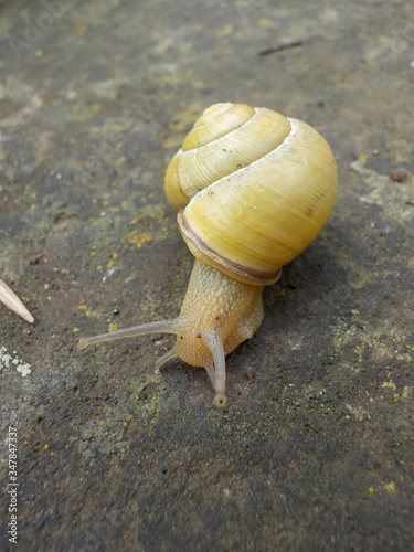 Garten-Bänderschnecke