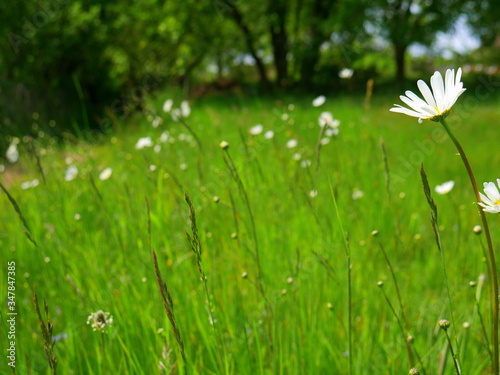 white daisies in a meadow