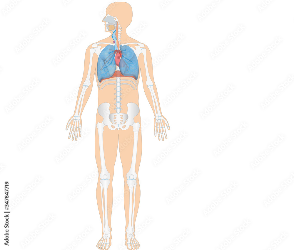 Anatomie - Atmungsorgane des Menschen mit Skelett