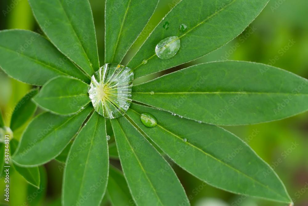 Some water drops on fresh green leaves Some water drops on fresh green leaves