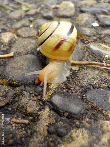Garten-Bänderschnecke
