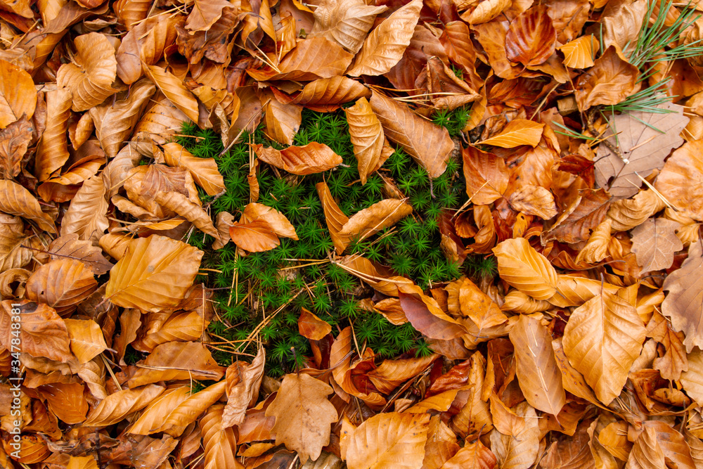 autumn leaves brown stuttgart germany