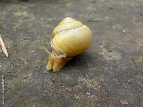 Garten-Bänderschnecke