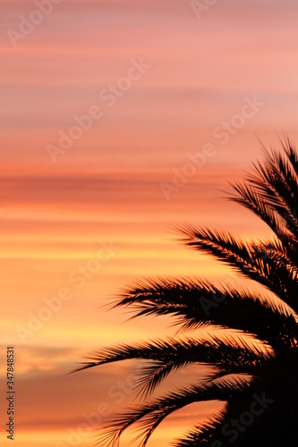 Palm Tree back light sunset