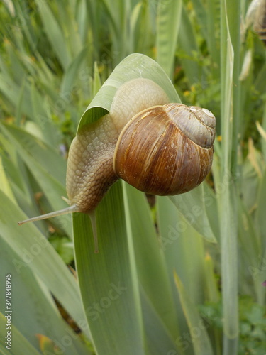 Weinbergschnecke