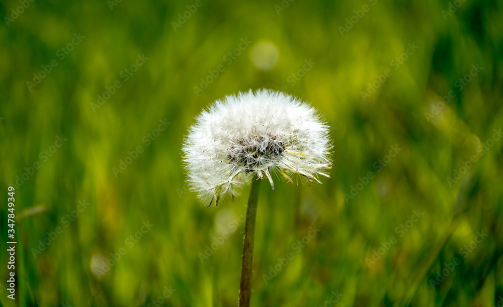 Spring flowers and trees bloomed