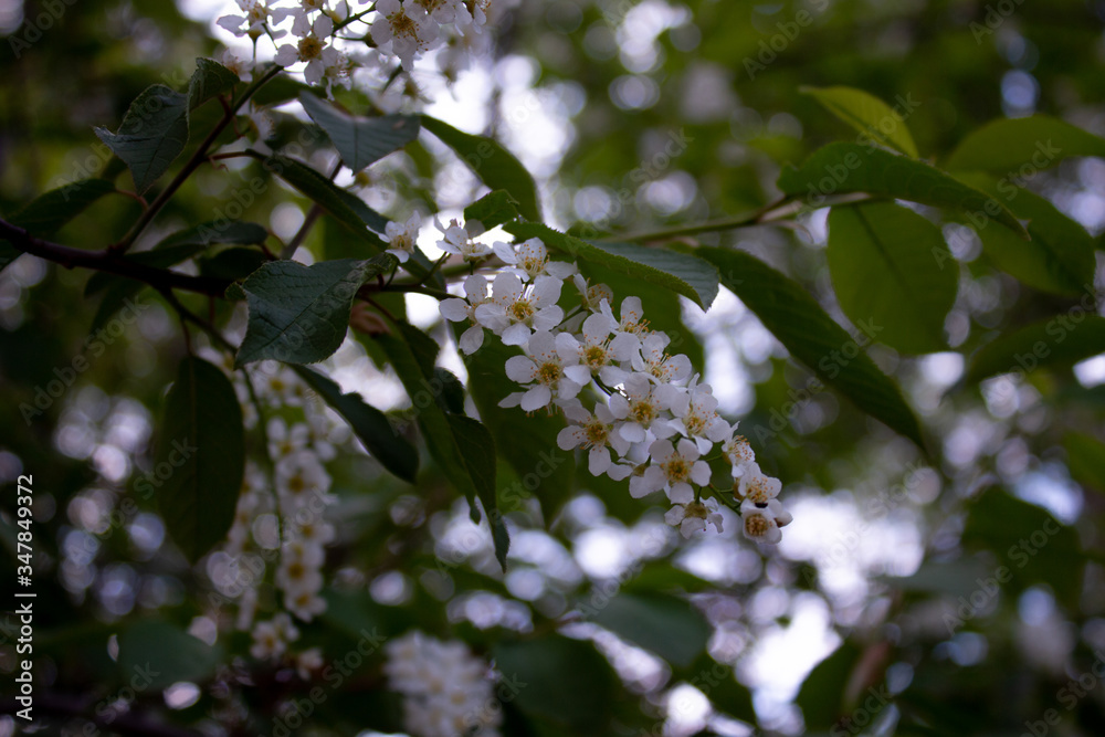 Bird cherry in bloom and green leaves