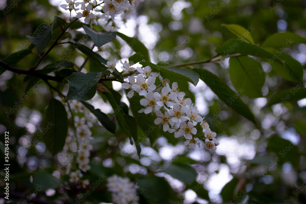 Bird cherry in bloom and green leaves Bird cherry in bloom and green leaves