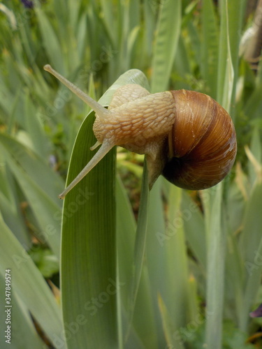 Weinbergschnecke