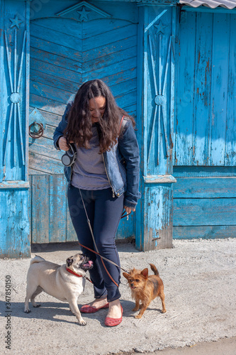 Dogs Pug and Yorkshire Terrier tangled leash the legs of the girl. Blue old wooden fence with soviet stars on the background. Vertical. photo