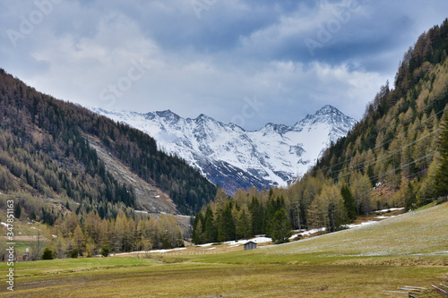 Matreier Tauernhaus, Felbertauern,  Blume, Blumen, Krokus, Krokusse, Frühblüher, Blumenmeer, Blütenmeer, Kelch, Blütenkelch, Blütezeit, April, Mai, Hochgebirge, Feld, Wiese, Feuchtwiese, Landwirtschaf photo