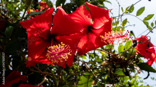 red flowers in the garden