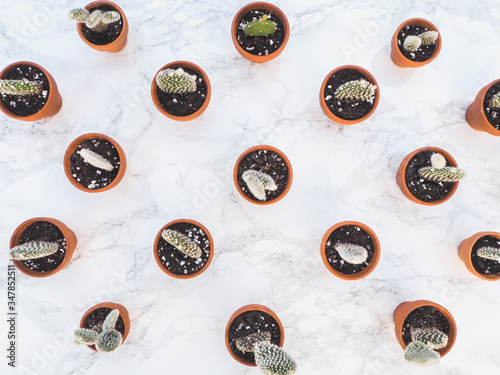Small opuntia microdasys cactuses, commonly known as bunny ears cactus, propagated in terracotta pots on a white marble background