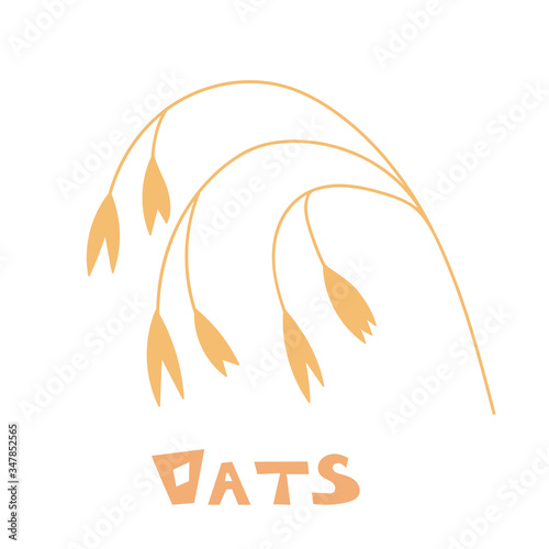 Hand drawn of oats, oatmeal, oat grain. Oat spike isolated on white background