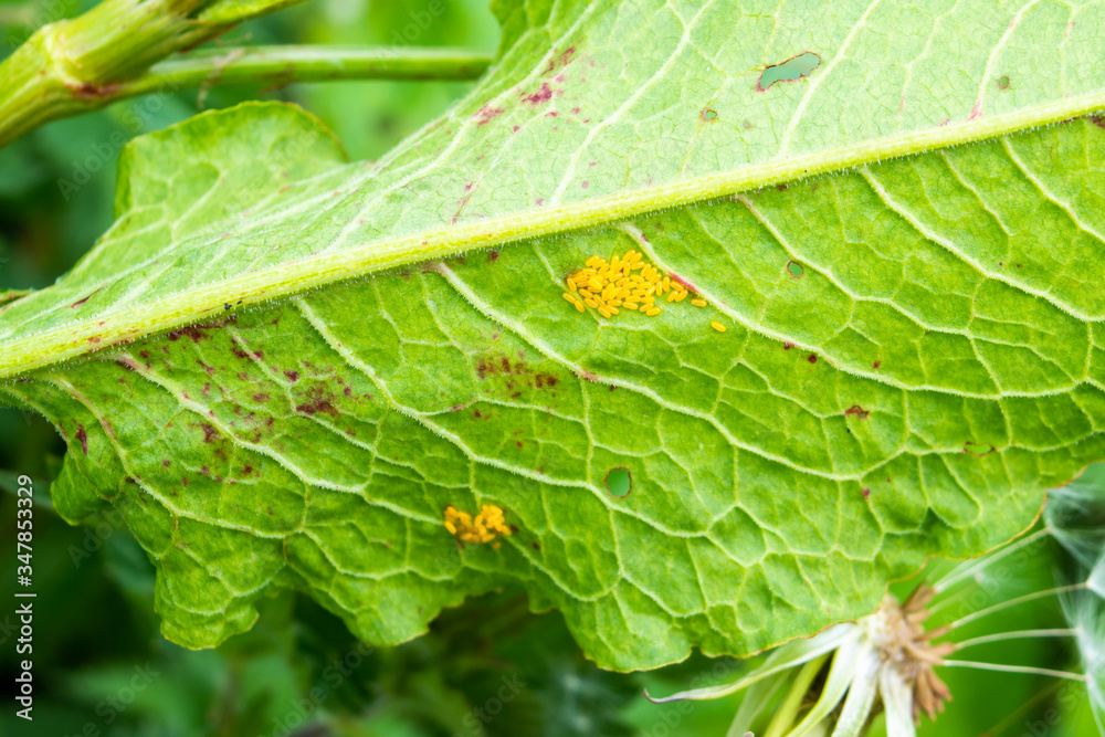 Clusters of the yellow eggs of the Green Dock beetle Gastrophysa viridula laid on the back of a broad leaved dock leaf Rumex obtusifolius Clusters of the yellow eggs of the Green Dock beetle Gastrophysa viridula laid on the back of a broad leaved dock leaf Rumex obtusifolius