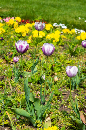 Purple and white tulips Tulipa, variety flaming flag planted in a mixed flower bed in a public park