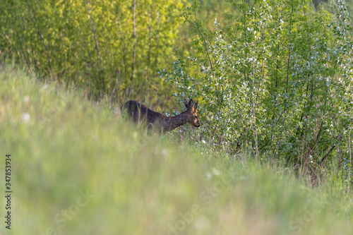 młody jeleń © Marcin