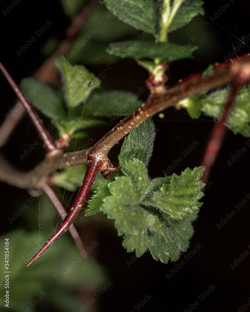 a hawthorn branch with thorns and young green leaves close up on a dark background