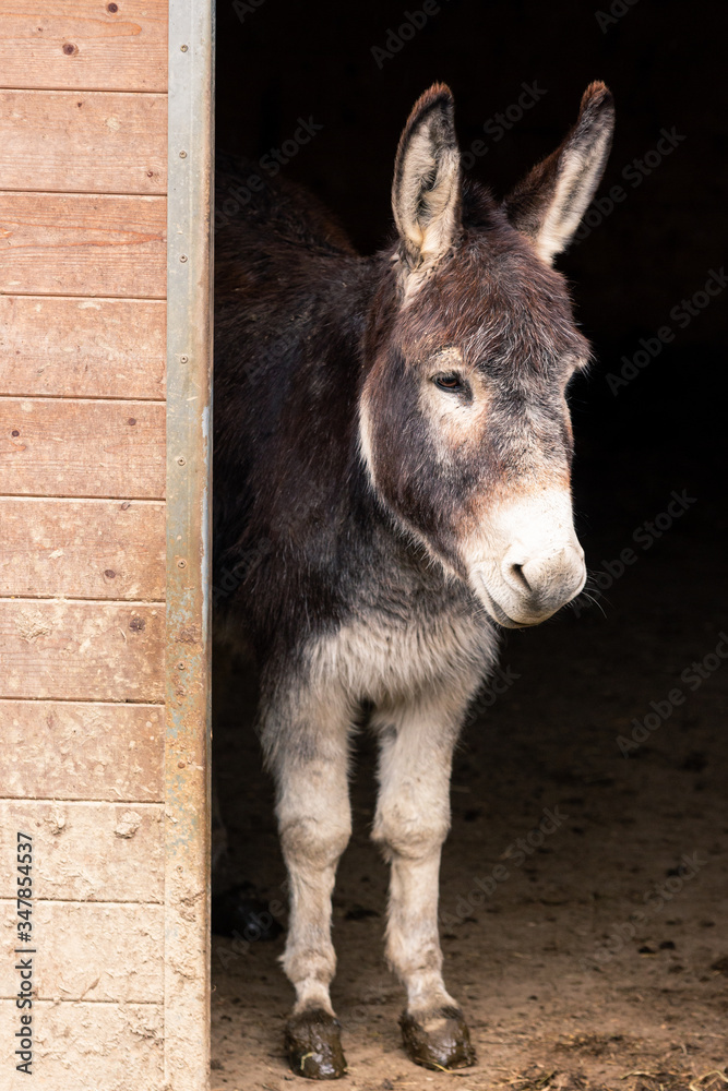 Portrait of a donkey standing in the doorway of the stable