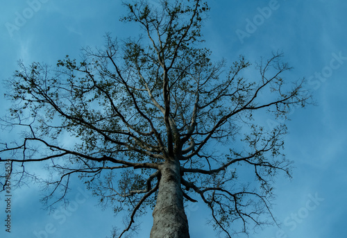 bare tree in the sky