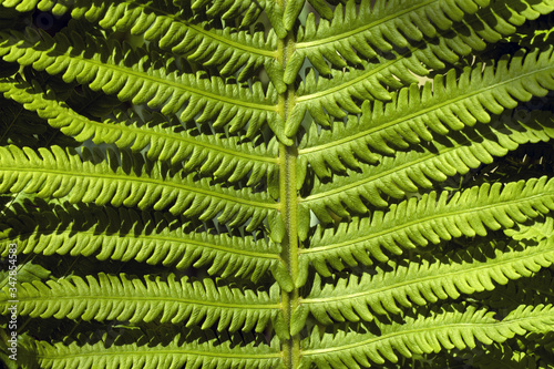 Fern Leaves Closeup  Cropped Image  Green Background