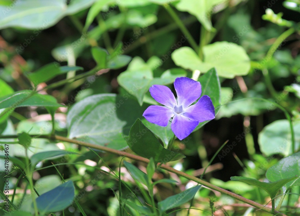 Blue flowers Vinca in the Park Blue flowers Vinca in the Park