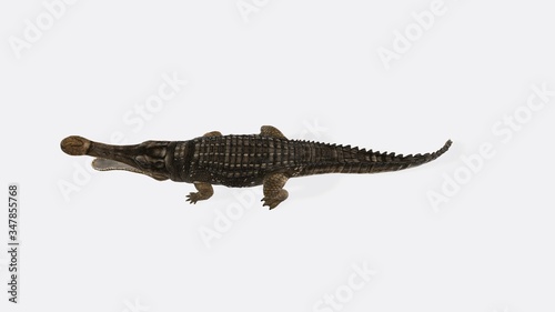 3d illustration of sarcosuchus. Sarcosuchus Reptile - Sarcosuchus is an extinct genus of carnivorous crocodile that lived in the Cretaceous Period of Africa.