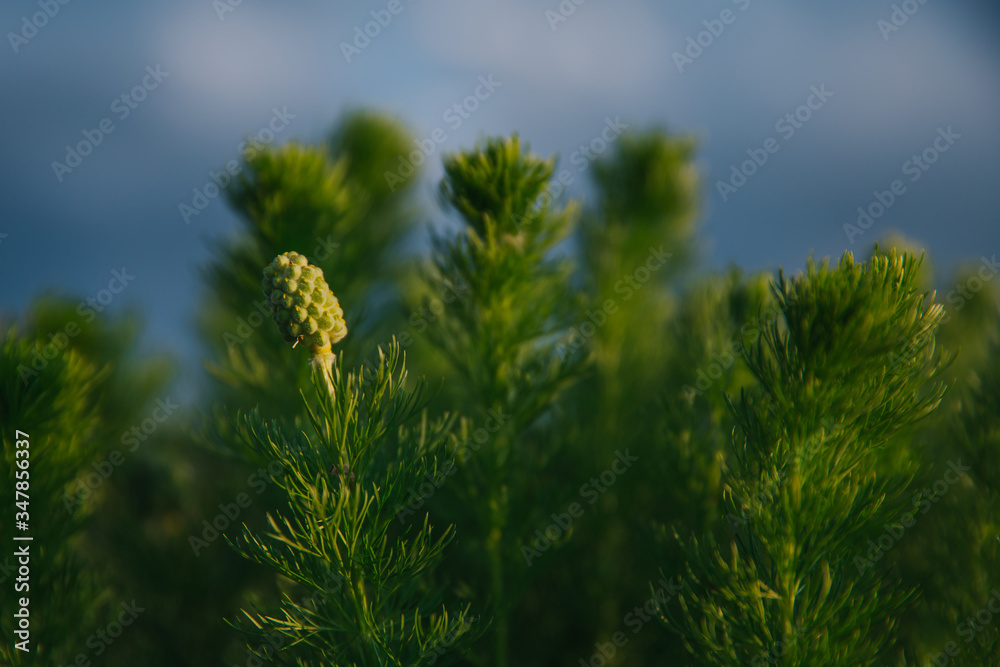 Closeup of Adonis vernalis in beautiful light in springtime. Closeup of Adonis vernalis in beautiful light in springtime.
