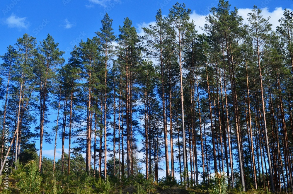 Pine forest on a sunny spring day