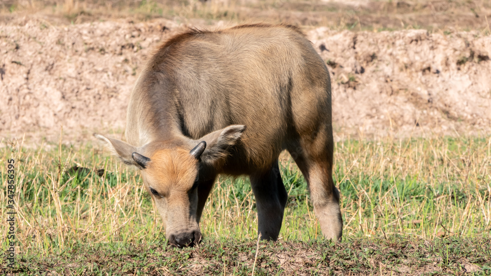 A buffalo eating a grass in the field A buffalo eating a grass in the field