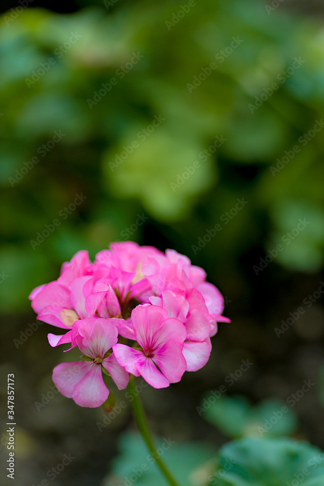Fototapeta premium flowers in the home garden, geranium on a green background, spring time