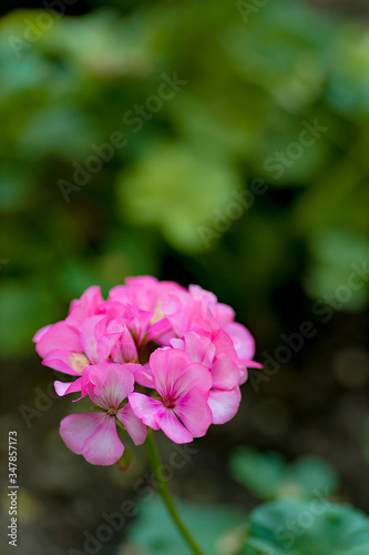 flowers in the home garden, geranium on a green background, spring time