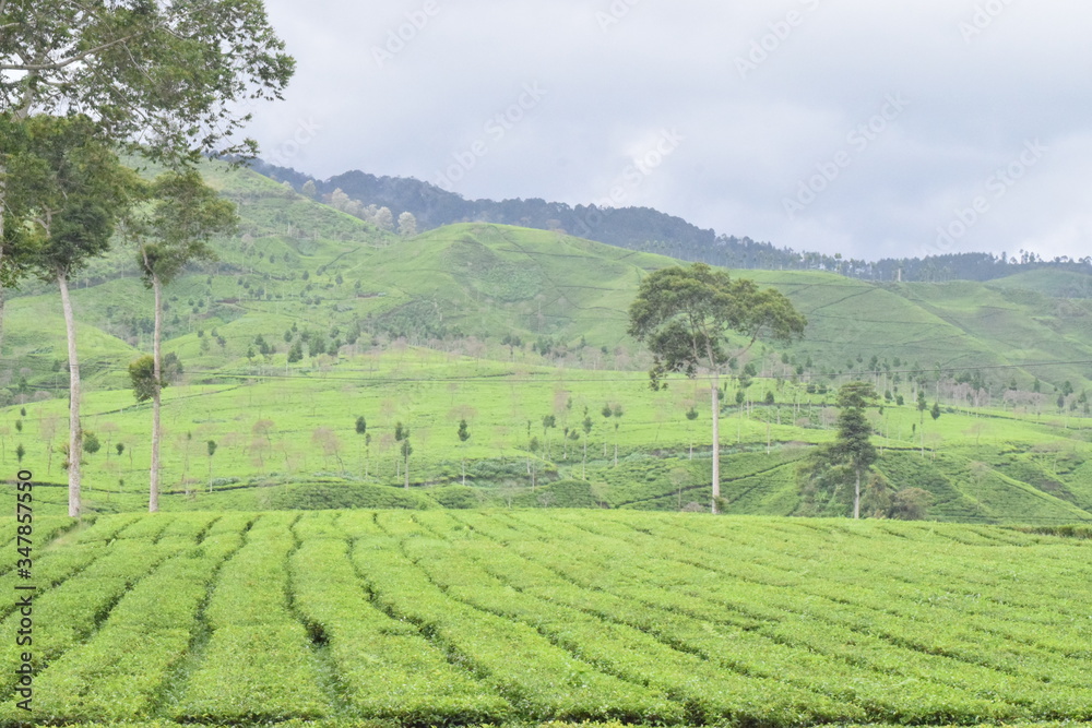 tea gardens in Indonesia