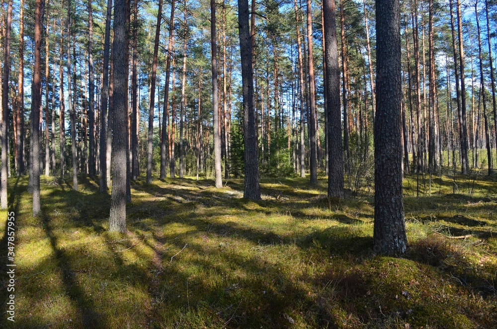 Fototapeta premium Pine forest on a sunny spring day