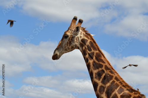 giraffe in the wild