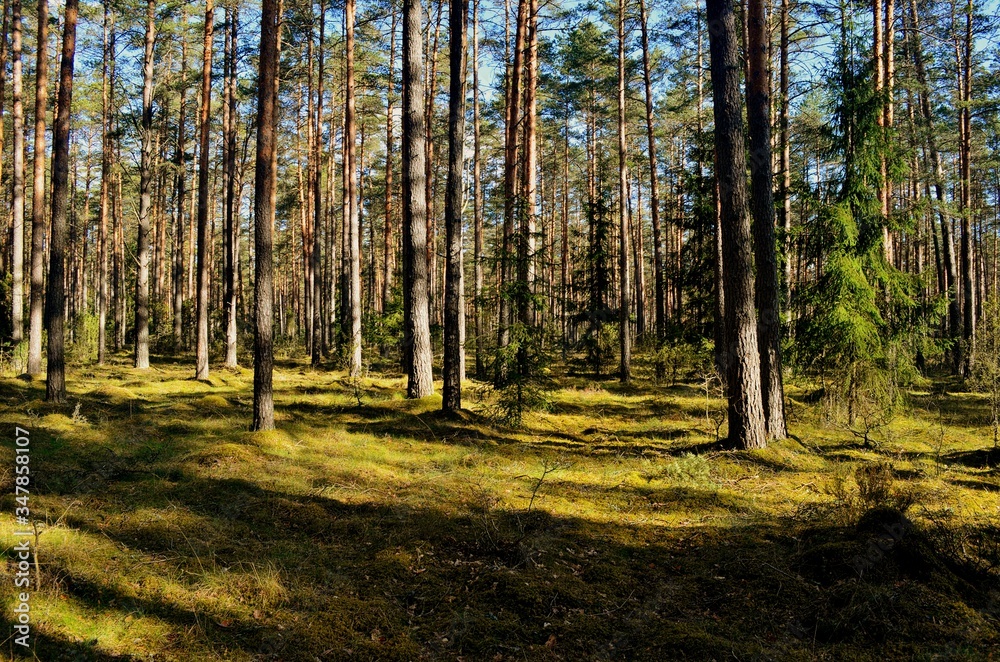 Pine forest on a sunny spring day