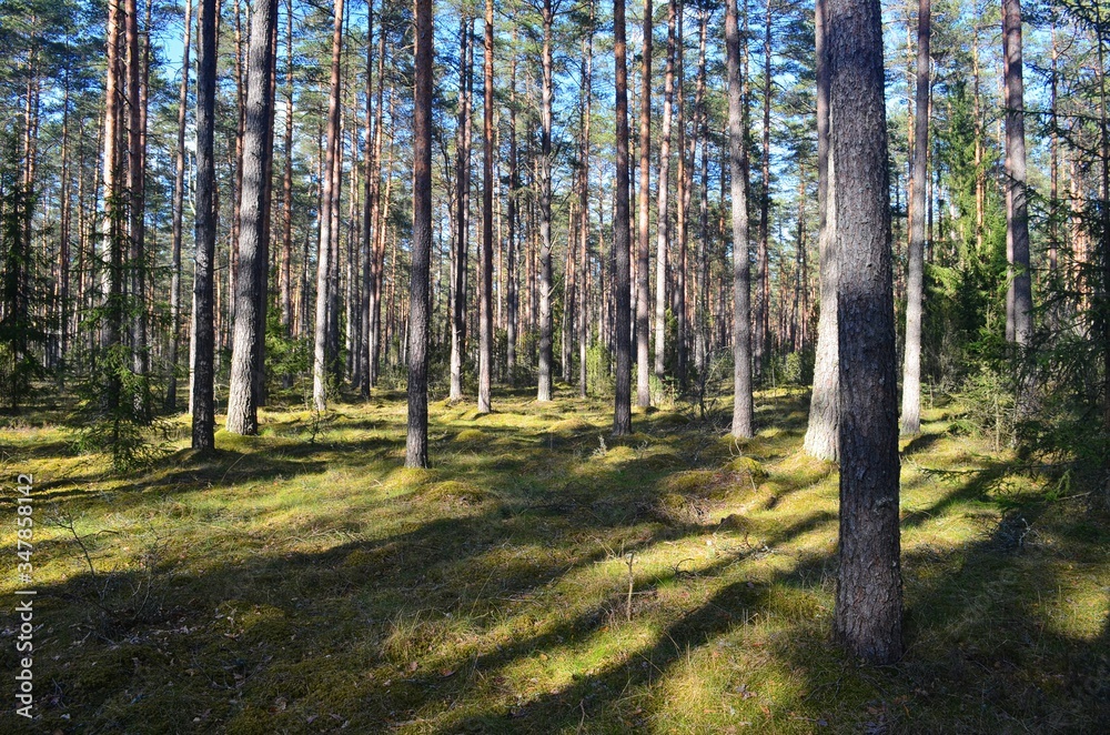 Fototapeta premium Pine forest on a sunny spring day