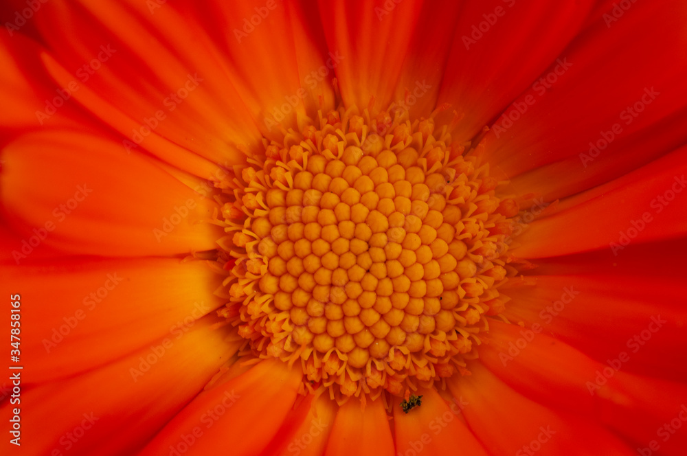 close up of orange gerbera close up of orange gerbera