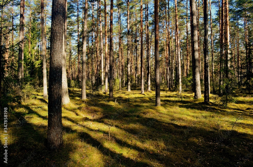 Fototapeta premium Pine forest on a sunny spring day