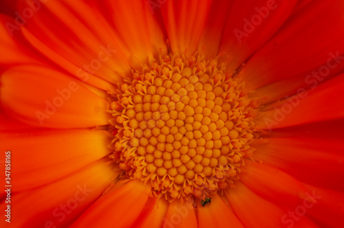 close up of orange gerbera