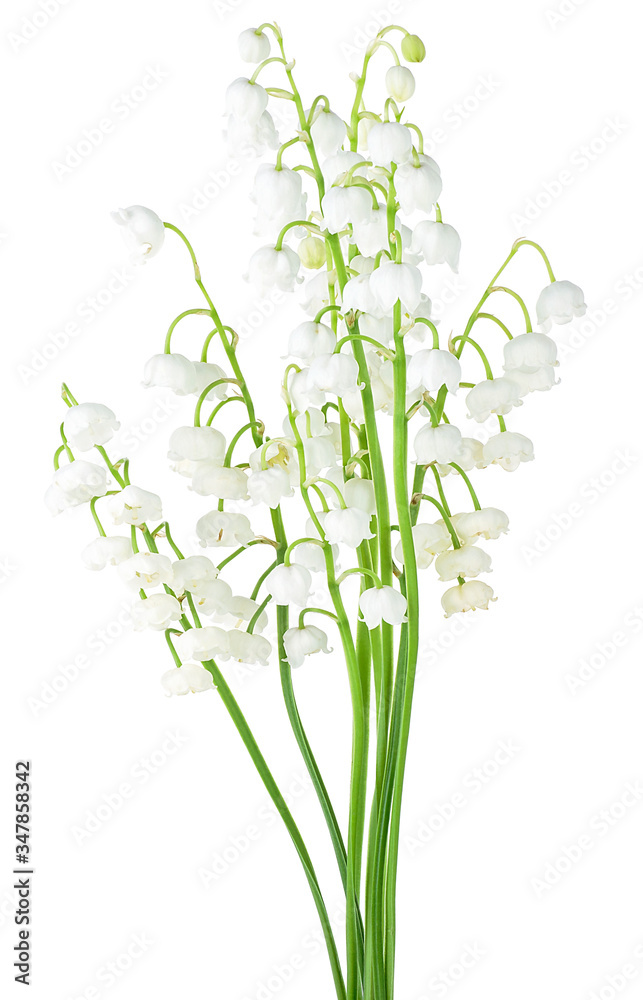 Closeup of lily of the valley flowers isolated on a white background