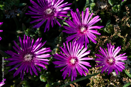 purple flowers in a garden